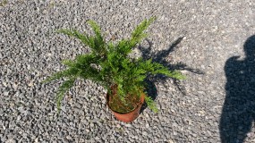 Jałowiec sabiński Tamariscifolia (Juniperus sabina Tamariscifolia) - Gospodarstwo Ogrodniczne SAWANNA Jabłonna