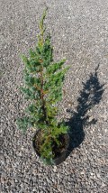 Jałowiec łuskowaty Meyeri (Juniperus squamata Meyeri) - Gospodarstwo Ogrodniczne SAWANNA Jabłonna