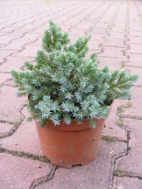 Jałowiec łuskowaty Blue Star (Juniperus squamata Blue Star) - Gospodarstwo Ogrodniczne SAWANNA Jabłonna