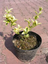 Trzmielina Emerald Gold (Euonymus fortunei Emerald Gold) - Gospodarstwo Ogrodniczne SAWANNA Jabłonna