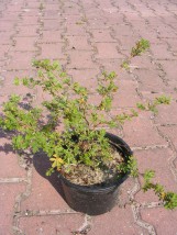 Pięciornik krzewiasty Goldfinger (Potentilla fruticosa Goldfinger) - Gospodarstwo Ogrodniczne SAWANNA Jabłonna