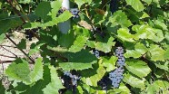 Winorośl lisia Beta (Vitis labrusca Beta) - Gospodarstwo Ogrodniczne SAWANNA Jabłonna