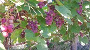 Winorośl Chrupka różowa (Vitis vinifera  Chrupka Różowa ) - Gospodarstwo Ogrodniczne SAWANNA Jabłonna