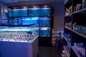 Oświetlenie akwarium - CoralHouse Akwarystyka Morska Bielawa