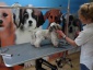 Hodowla zwierząt pielegnacja psów - Słupsk Salon Pielęgnacji Psów ,, FIFI 