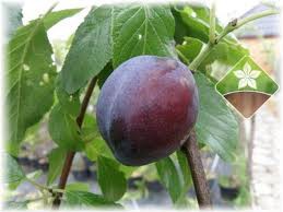 Śliwy - Kinga. Gospodarstwo Szkółkarskie. Gierczak M. Łańcut