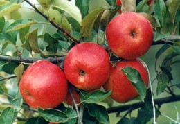 Jabłonie - Kinga. Gospodarstwo Szkółkarskie. Gierczak M. Łańcut