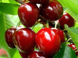 Czereśnie - Kinga. Gospodarstwo Szkółkarskie. Gierczak M. Łańcut