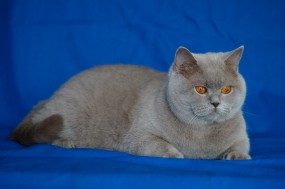 Koty brytyjskie niebieskie - Hodowla Kotów Brytyjskich Kocie Imperium*pl Nietążkowo