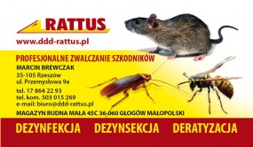 Usuwanie szrszeni - F.H.U. RATTUS Dezynfekcja-Dezynsekcja-Deratyzacja Marcin Brewczak Rzeszów