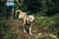smycz do biegania z psem Smycz do biegania z psem JoQu - Bielsko-Biała VIPET-Centrum dla psa i kota