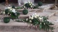Kwiaciarnia Bel Fiori Kaufland Jastrzębie-Zdrój - Dekoracja kościołów