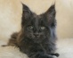 koty rasowe - Agattino- hodowla kotów maine coon Dobrzykowice