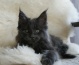 koty rasowe Dobrzykowice - Agattino- hodowla kotów maine coon