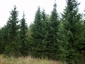 Sprzedaż drzew Rogalinek - Sylvia Garden