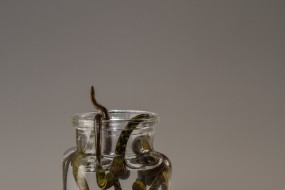 Hirudoterpia - Akupunktura i Hirudoterapia - Anna Lofek Jaworzno