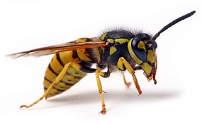 Zwalczanie szerszeni i os - ABC INSEKT Zwalczanie Pluskiew Karaluchów Prusaków Łomża