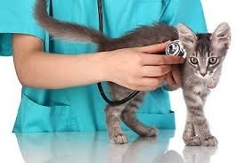 leczenie kotów - Gabinet Weterynaryjny Amicus Praszka