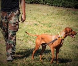 Szkolenie jednorazowe dla psa, szkolenie psów - Zrównoważony Pies Poznań