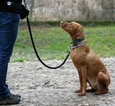 Szkolenia indywidualne dla psów - Zrównoważony Pies Poznań
