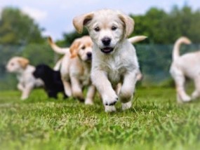 Szkolenie dla sczeniąt, socjalizacja szczeniąt, psie przedszkole - Zrównoważony Pies Poznań