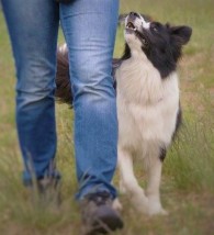 Szkolenie dla psów dorosłych, szkolenie zaawansowane, nauka komend, - Zrównoważony Pies Poznań