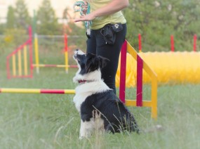 Szkolenie podstawowe dla psa, nauka komend, chodzenie na luźnej smyczy - Zrównoważony Pies Poznań