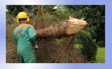 wycinka drzew - WYMARZONY OGRÓD Konin