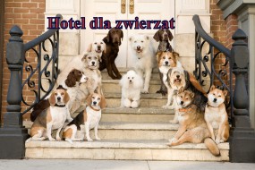 Hotel dla zwierząt - Usługi dla zwierząt  LUIS  Aneta Dąbrowska Olsztyn