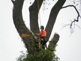 Przycinanie i pielęgnacja drzew - Arbor Zakład Pielęgnacji Zieleni, drzew Wrocław