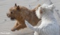 hodowla psów rasowych Hodowla zwierząt - Sławno Vertragus - Hodowla Westie i Norwich Terierów