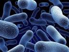 Test na obecność bakterii - Gabinet biorezonansu i poprawy zdrowia NATURAMED Rzeszów