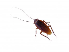 Zwalczanie prusaków i karaluchów - Pest Control DDD Łomża