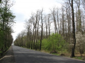 Inwentaryzacja zieleni - Pracownia Analiz Środowiskowych Katarzyna Lubelska-Gawryszewska Warszawa