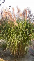 Trawa ozdobna/Miscanthus/ - gospodarstwo ogrodnicze florama Cyganka