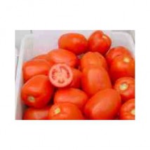 Pomidor Dyno - AGRO-PLANT Magnuszew