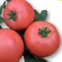 Pomidor Vp1 - AGRO-PLANT Magnuszew