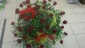 Kwiaciarnia STOKROTKA Grażyna Gąsiorek - bukiet z kwiatów żywych Żywiec