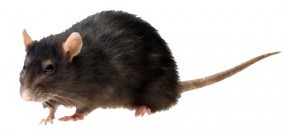 Trucie szczurów - F.H.U. RATTUS Dezynfekcja-Dezynsekcja-Deratyzacja Marcin Brewczak Rzeszów