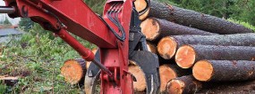 Wycinka drzew - Profesjonalna wycinka drzew PILAS Sprzedaż drewna kominkowego i tarcicy Otwock