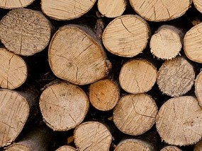 Sprzedaż drewna do kominków - Profesjonalna wycinka drzew PILAS Sprzedaż drewna kominkowego i tarcicy Otwock