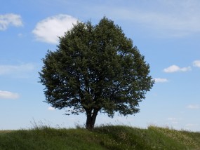 Pielęgnacja drzew - Profesjonalna wycinka drzew PILAS Sprzedaż drewna kominkowego i tarcicy Otwock