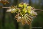 Nadzór botaniczny Nadzór środowiskowy - Smolec LOXIA pracownia przyrodnicza