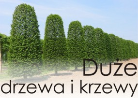 Duże drzewa i krzewy - ARLAN Architekci Krajobrazu Toruń