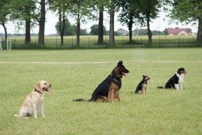 Szkolenie psów - APORT Szkolenie Psów Marita Ajnbacher Leszno