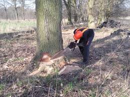 Wycinka- ścinanie i formowanie drzew -Pilarz - Remodeling Katowice