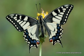 Nadzór entomologiczny - LOXIA pracownia przyrodnicza Smolec