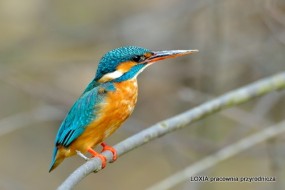 Nadzór ornitologiczny - LOXIA pracownia przyrodnicza Smolec