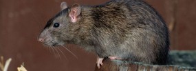 Tępienie myszy i szczurów - Dezynsekcja i deratyzacja Wrocław
