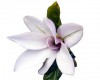 Magnolia - Kwiaciarnia